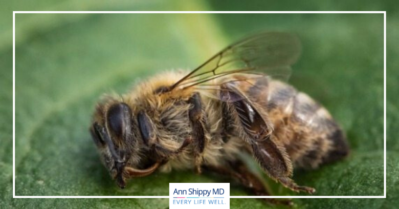 The Buzz Around Bee Extinction