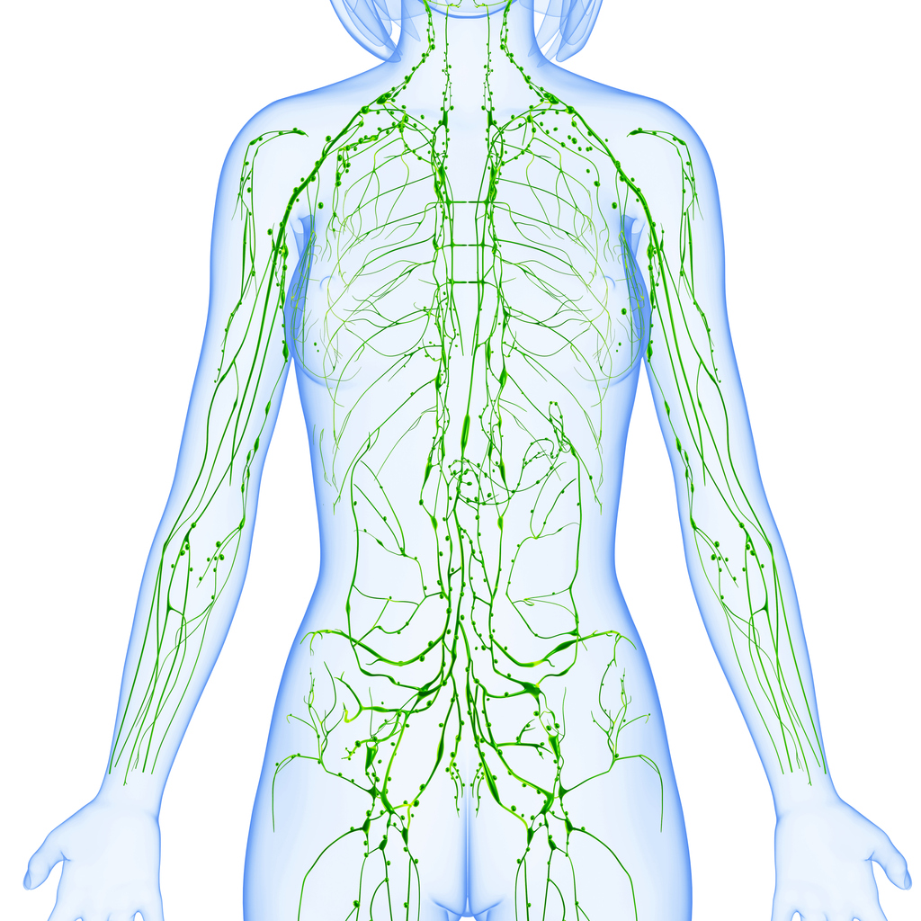 how does the lymphatic system work female lymph nodes